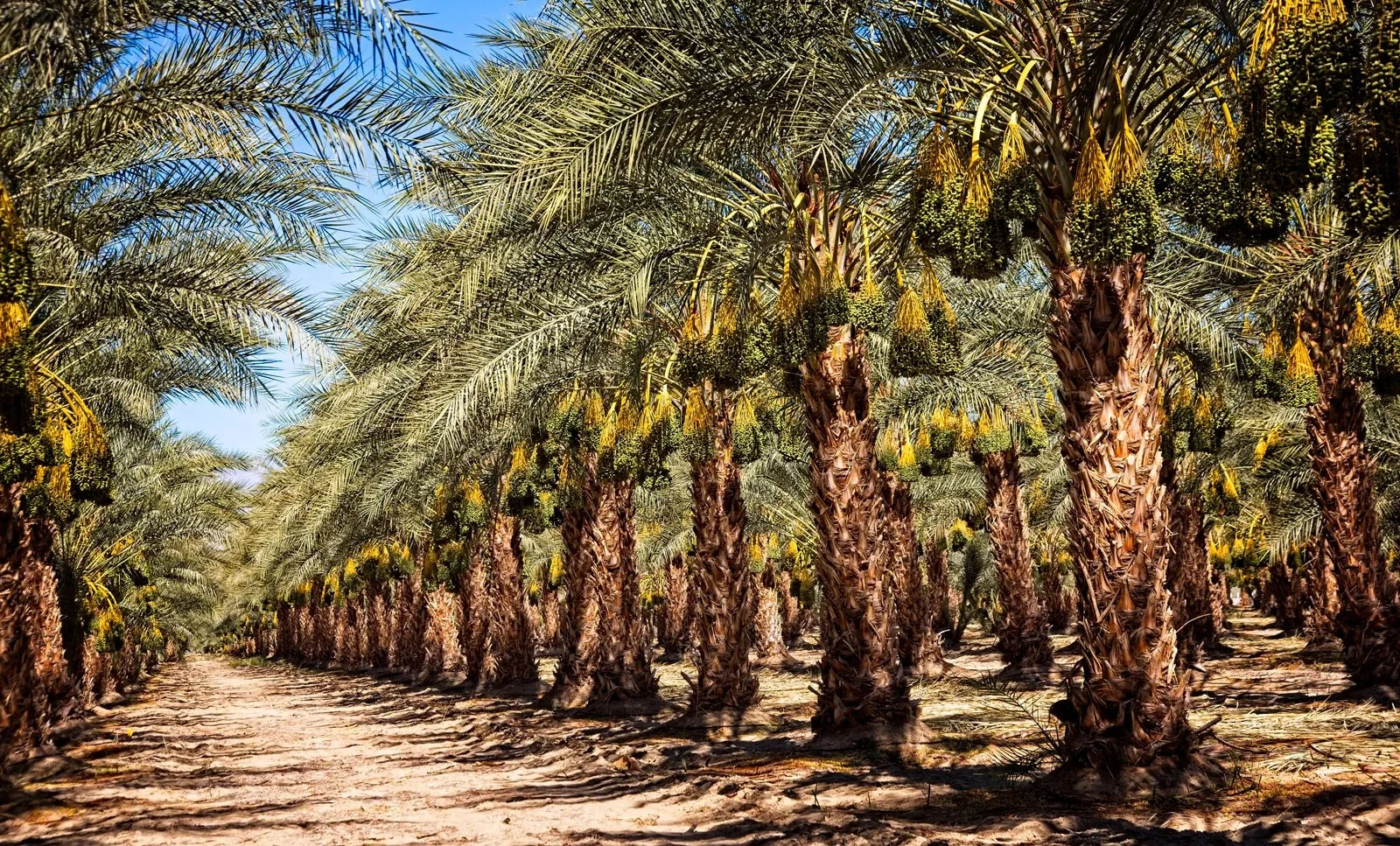 زراعة النخيل