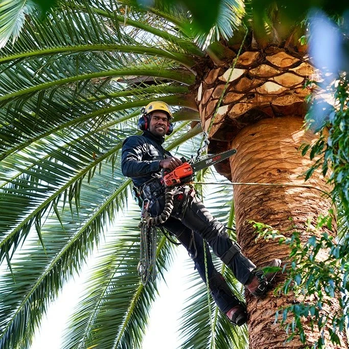 صيانة النخيل